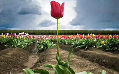 La Petite Tulipe rose par Christine Righi