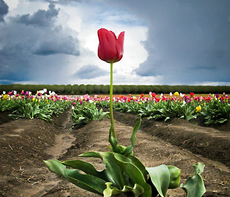 La Petite Tulipe rose par Christine Righi